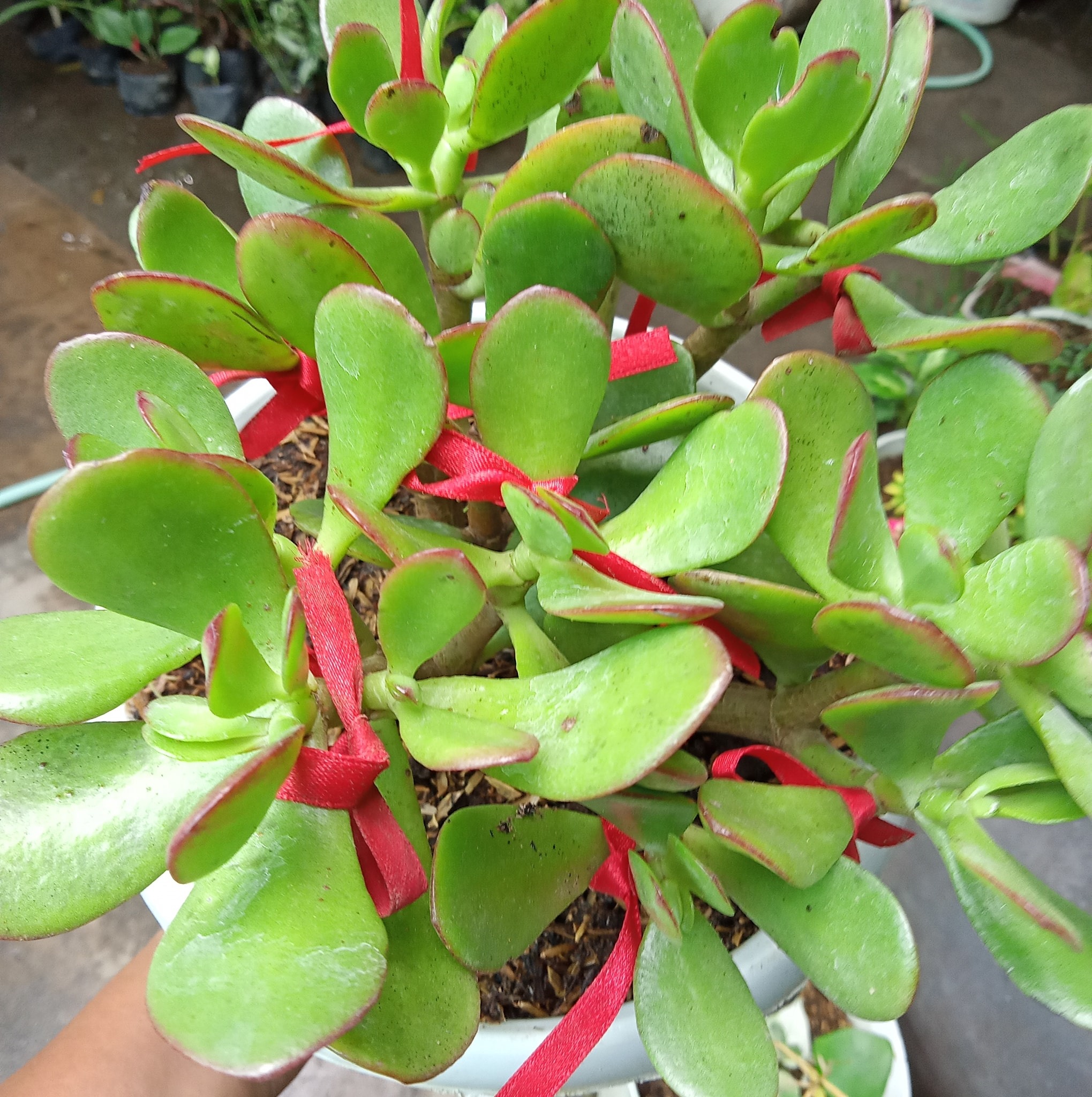 Leilyn Plants