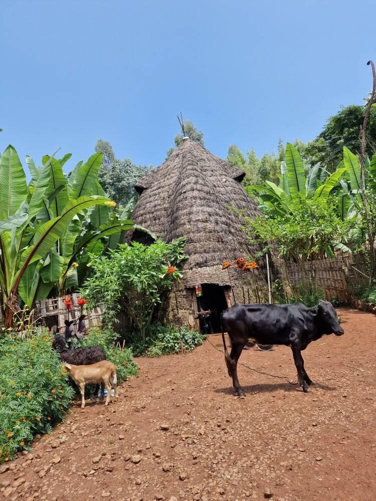 Yo Yo Ethiopian tours | Arba Minch'