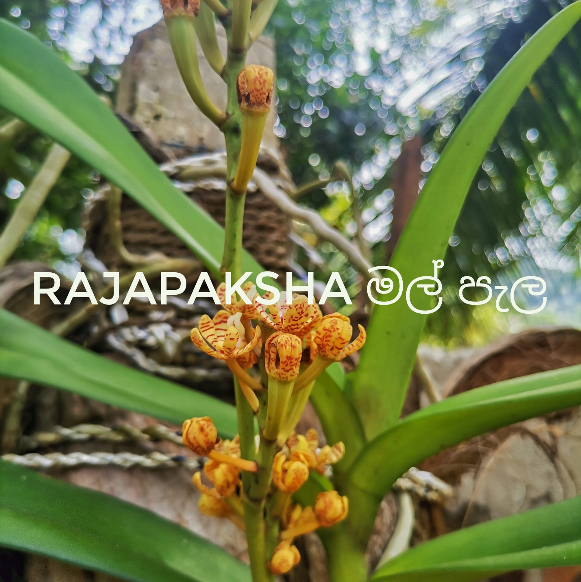 Rajapaksha මල් පැල