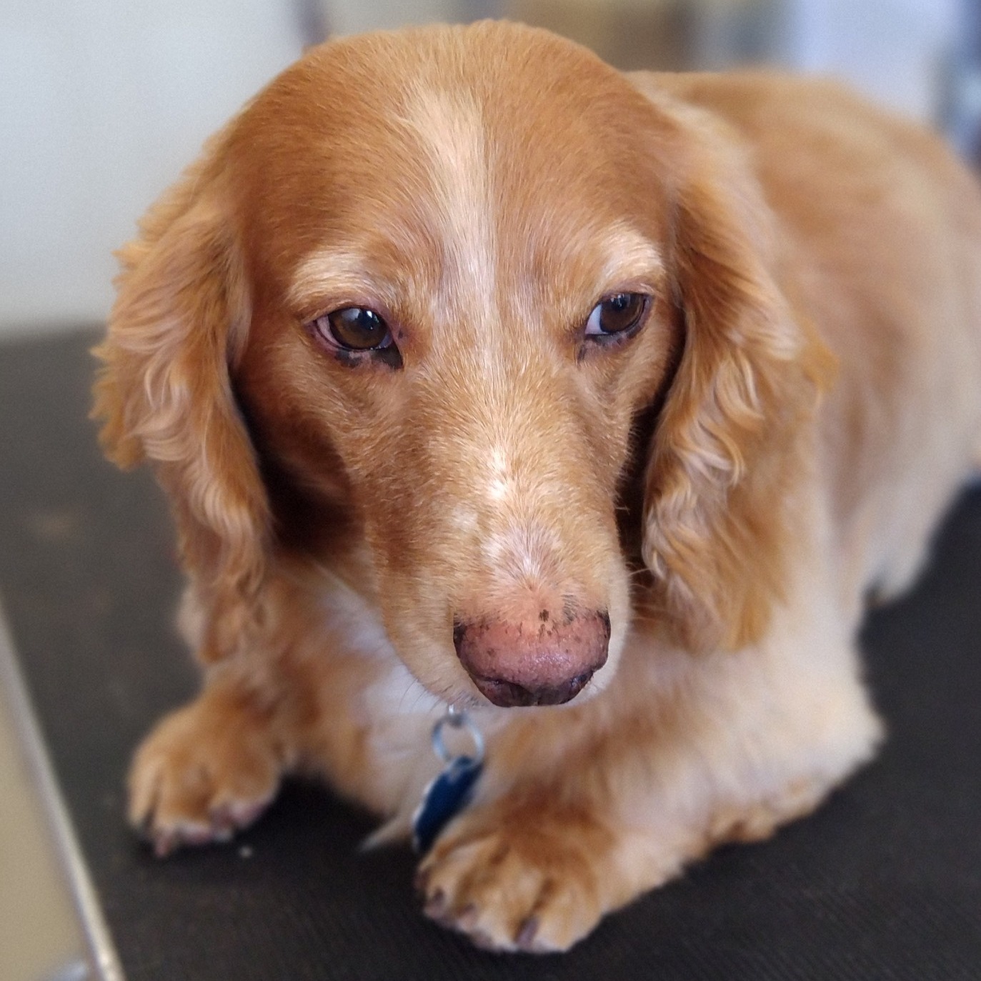 Curated visual reference: Fresh Look at Grand Paws House Of Grooming