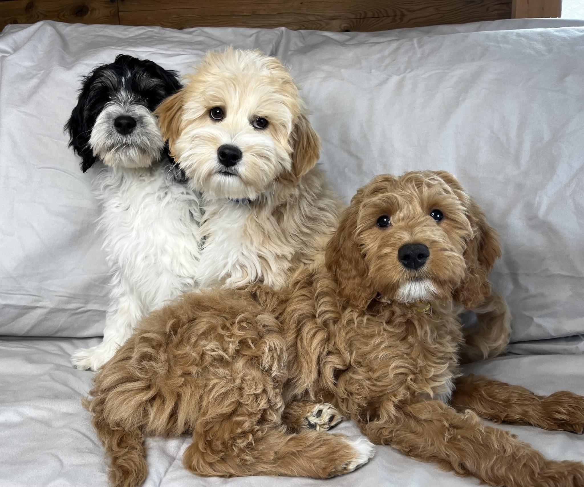 Lake Shore Goldendoodles