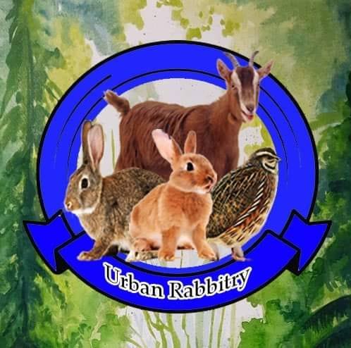 Urban rabbitry