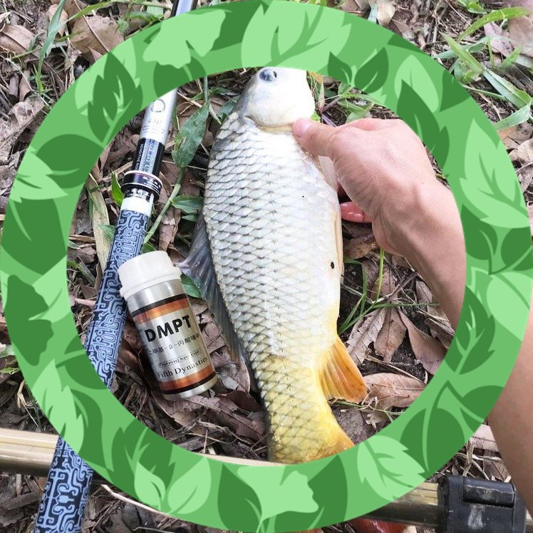 Fish lure powder DMPT