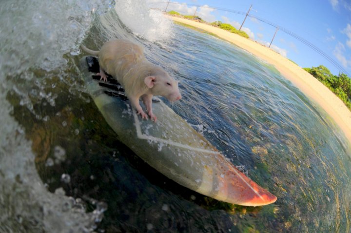 Florida Surf Rats