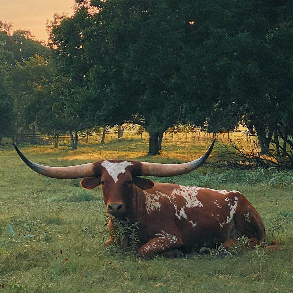 Sneed Cattle Ranch