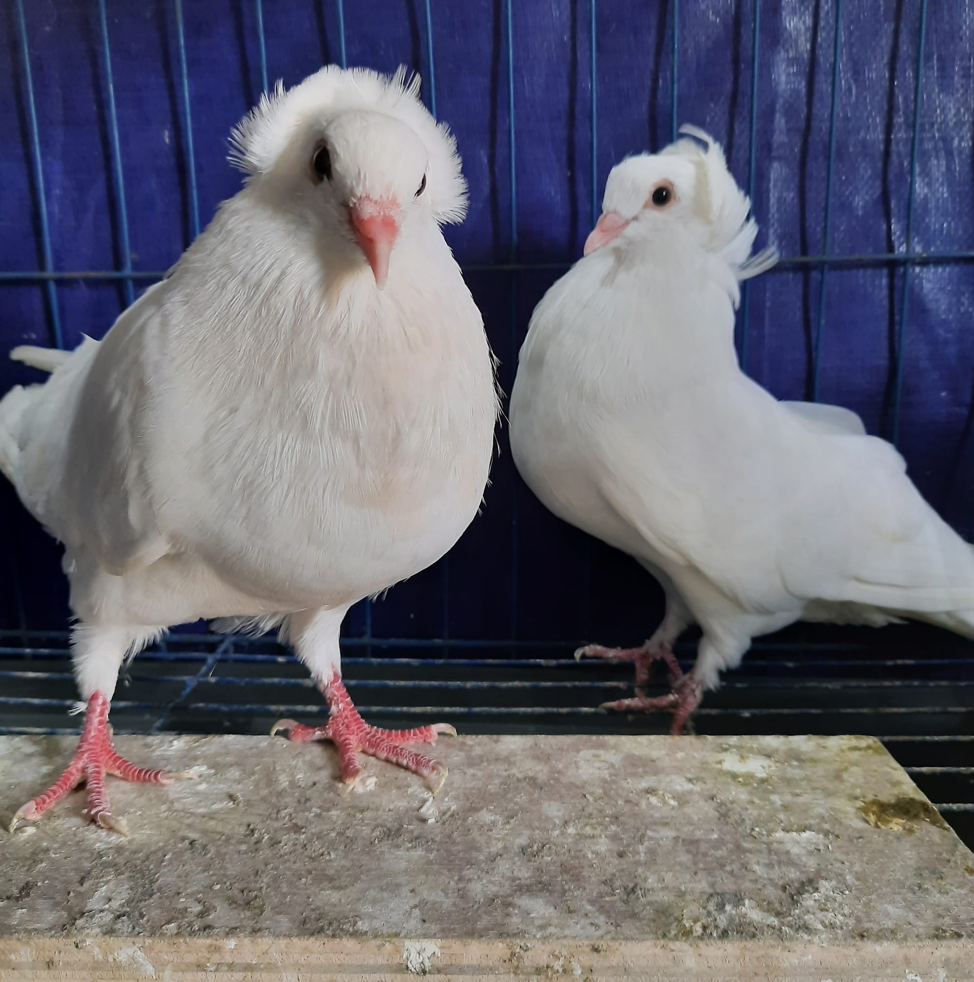 Kobutor farm