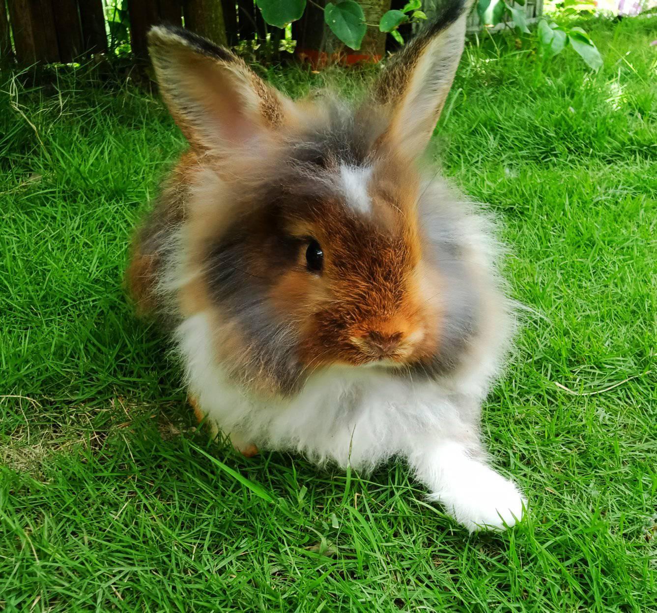 Rose Rabbit Rey