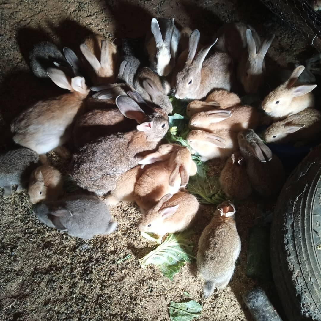 Chubby Rabbits AK