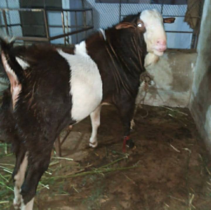 Faridi goat cattel farm