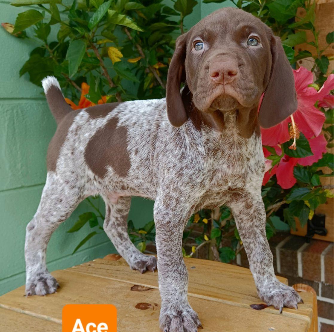 Southeast German Shorthaired Pointer Puppies