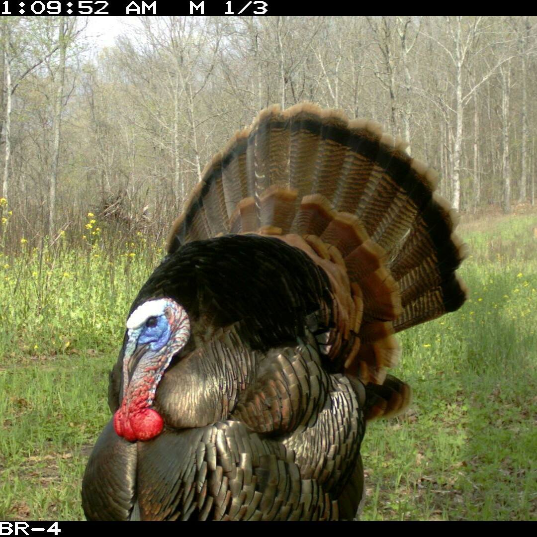 Bootheel Boss Gobblers chapter of the NWTF | Jackson MO