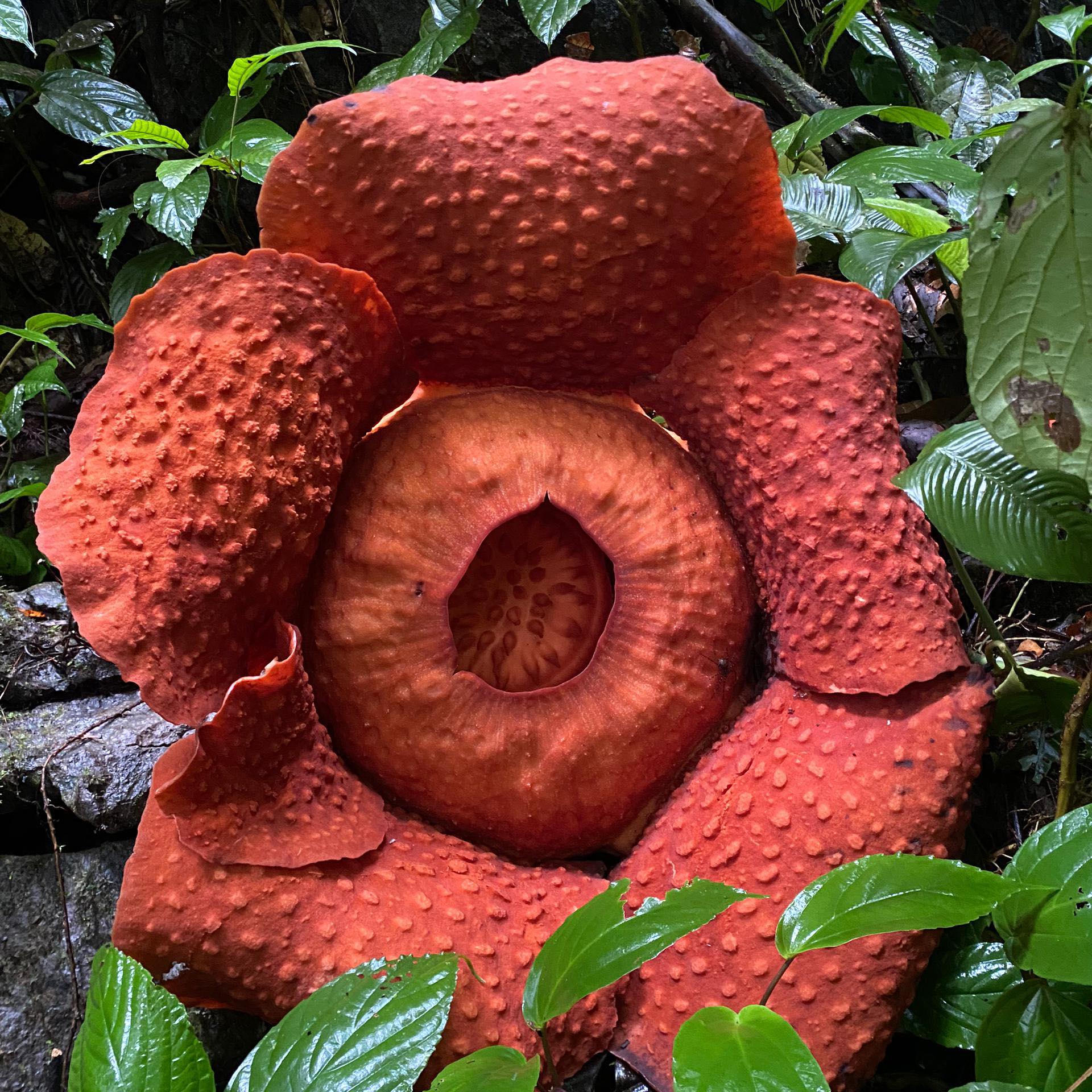 Rafflesia Garden Kampung Timurang | Kuching
