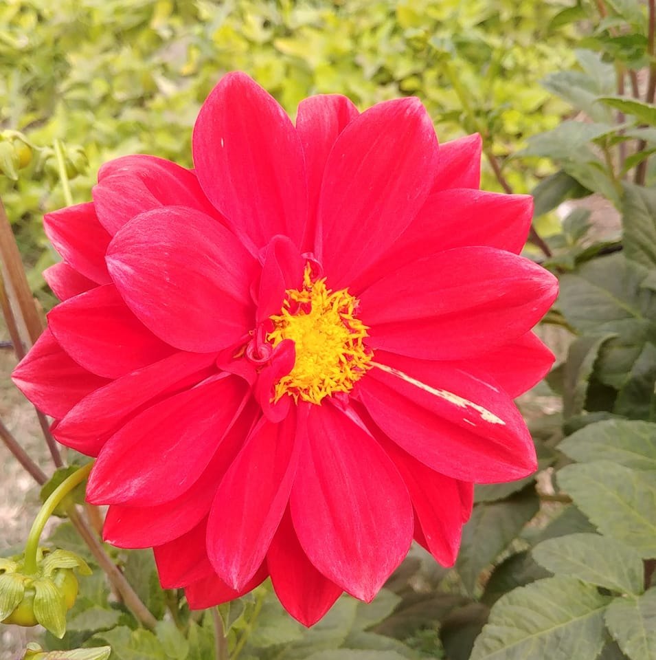 Raj Rup