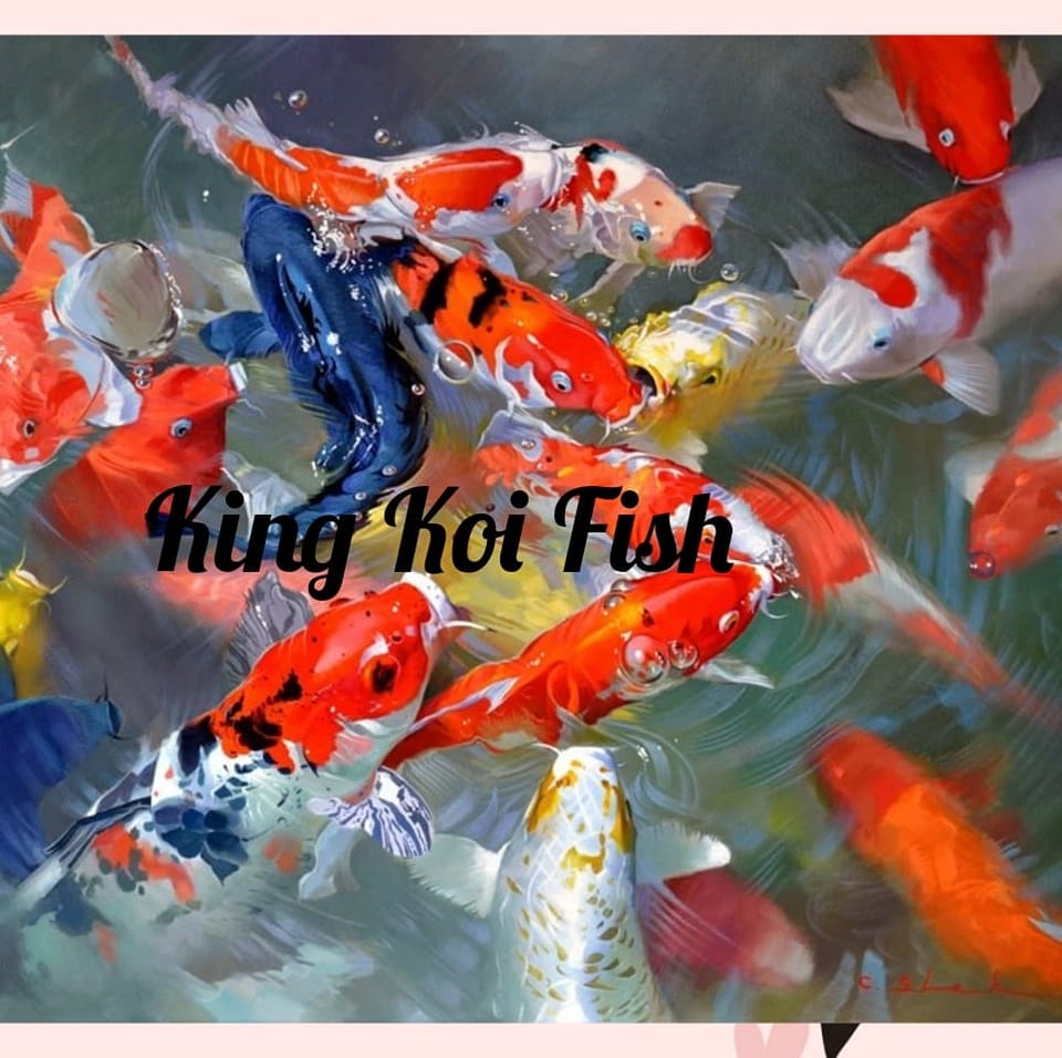 King Koi Fish
