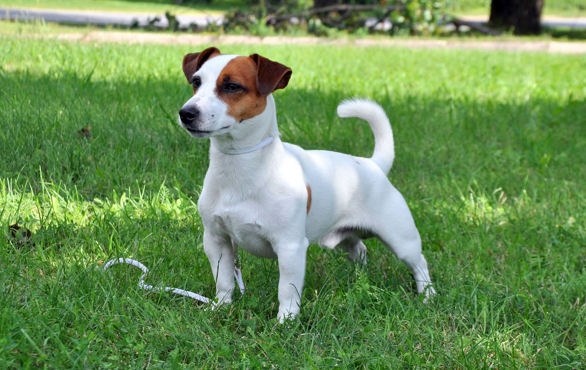 Jack Russel Terrier - Z'Ricky