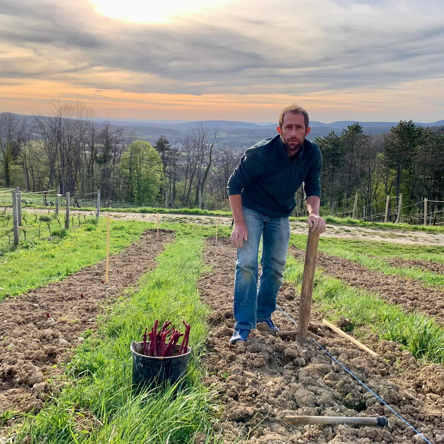 Vignoble Benoît Merle | Saint Alban
