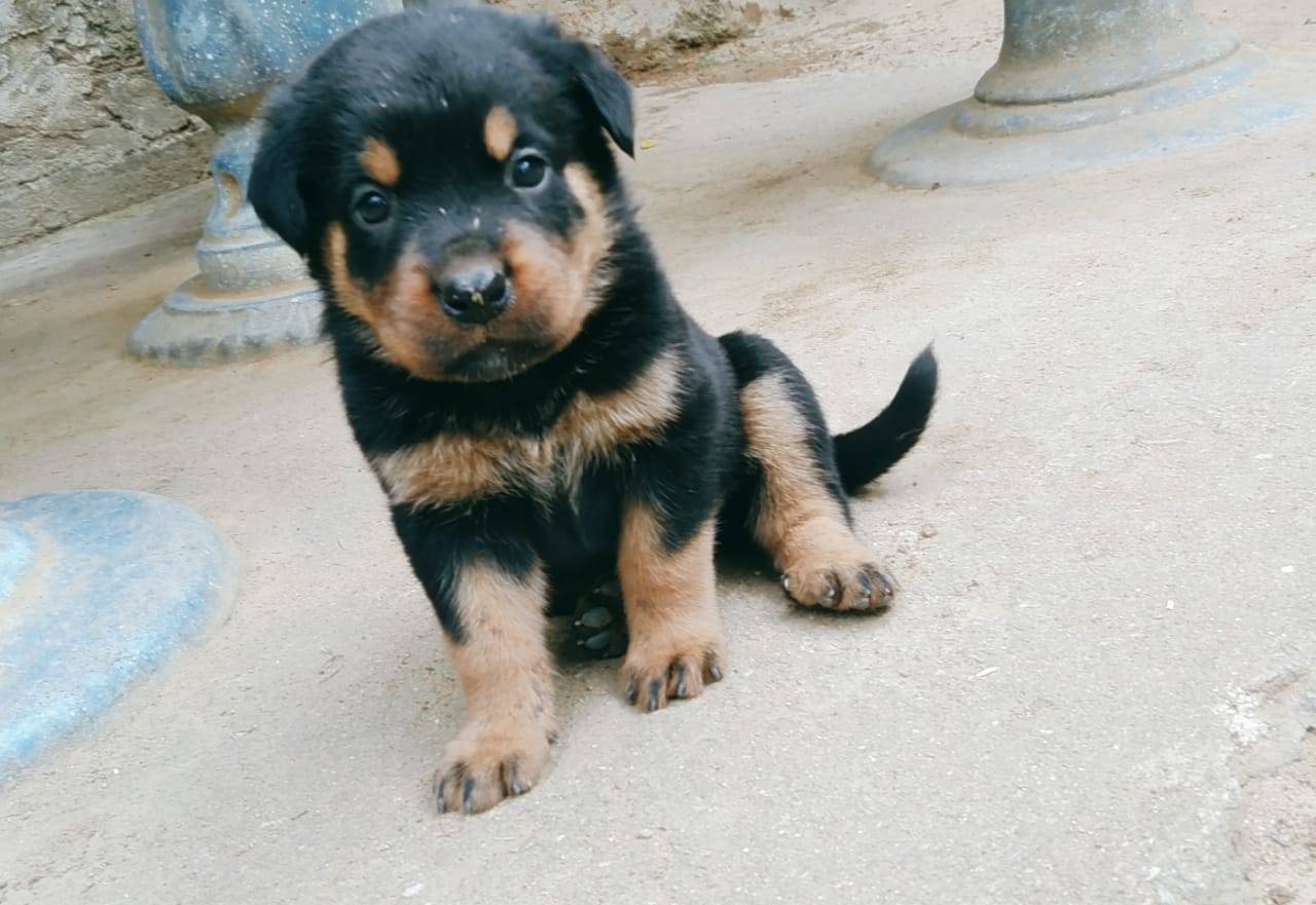 Rottweiler King