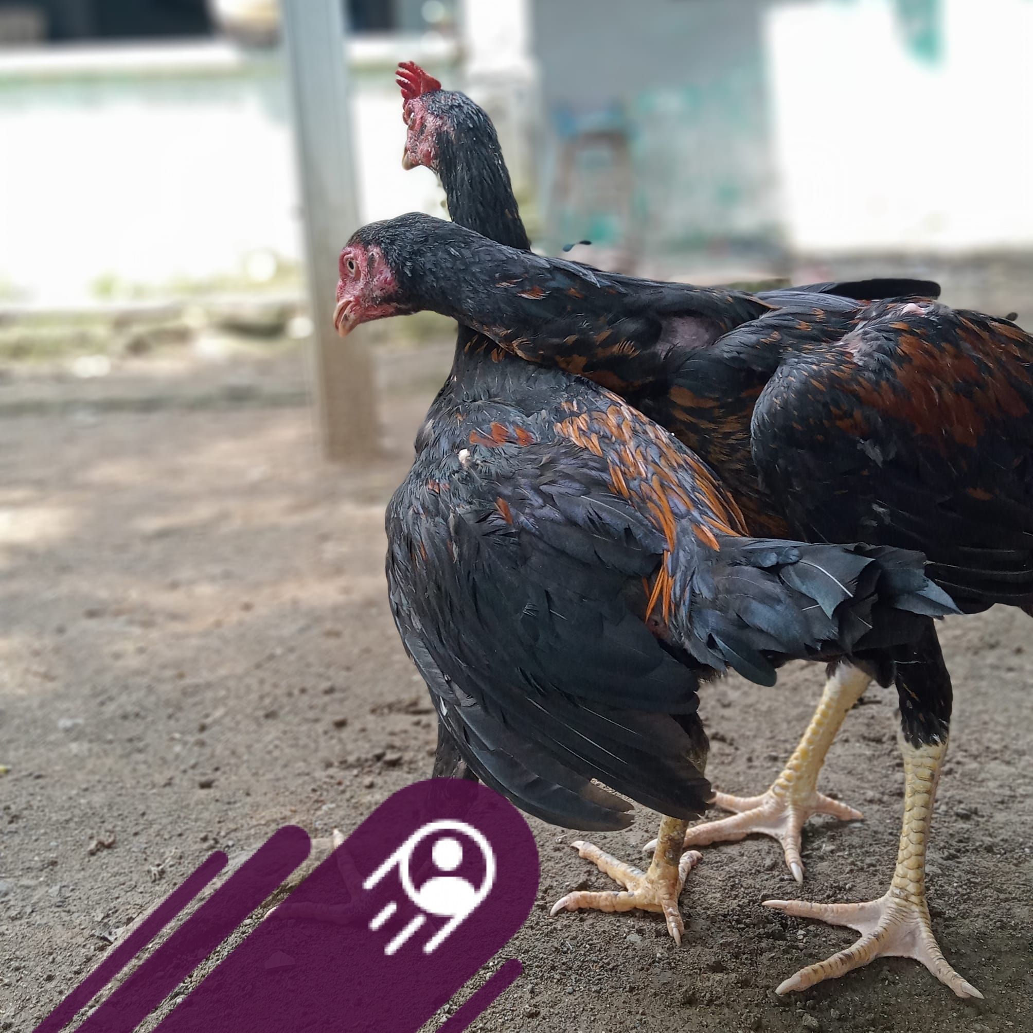 Ayam Phanat Tangerang | Gem pinggiran thailand,,pakoi nya ngeri ...