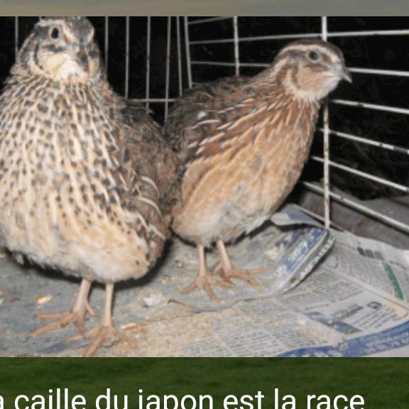 Vente de caille et ces produits