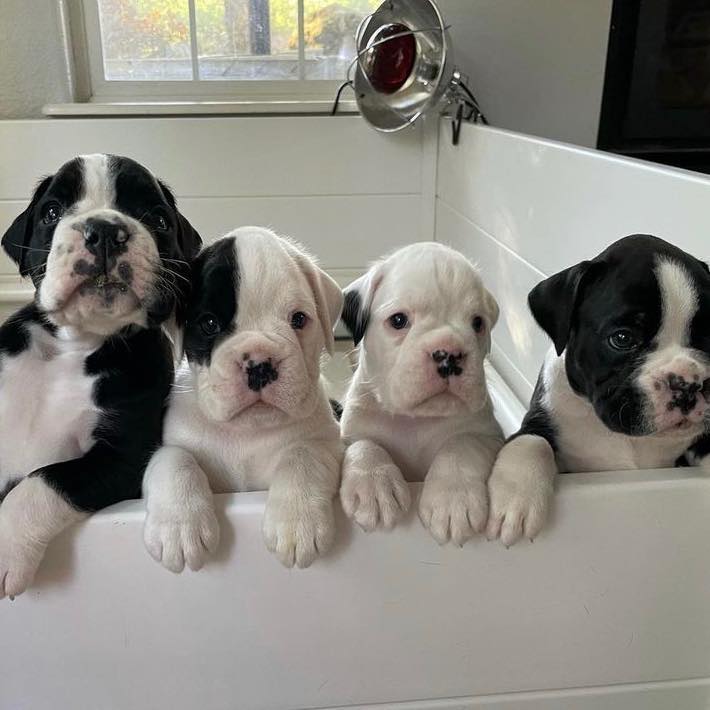 Boxer puppies available