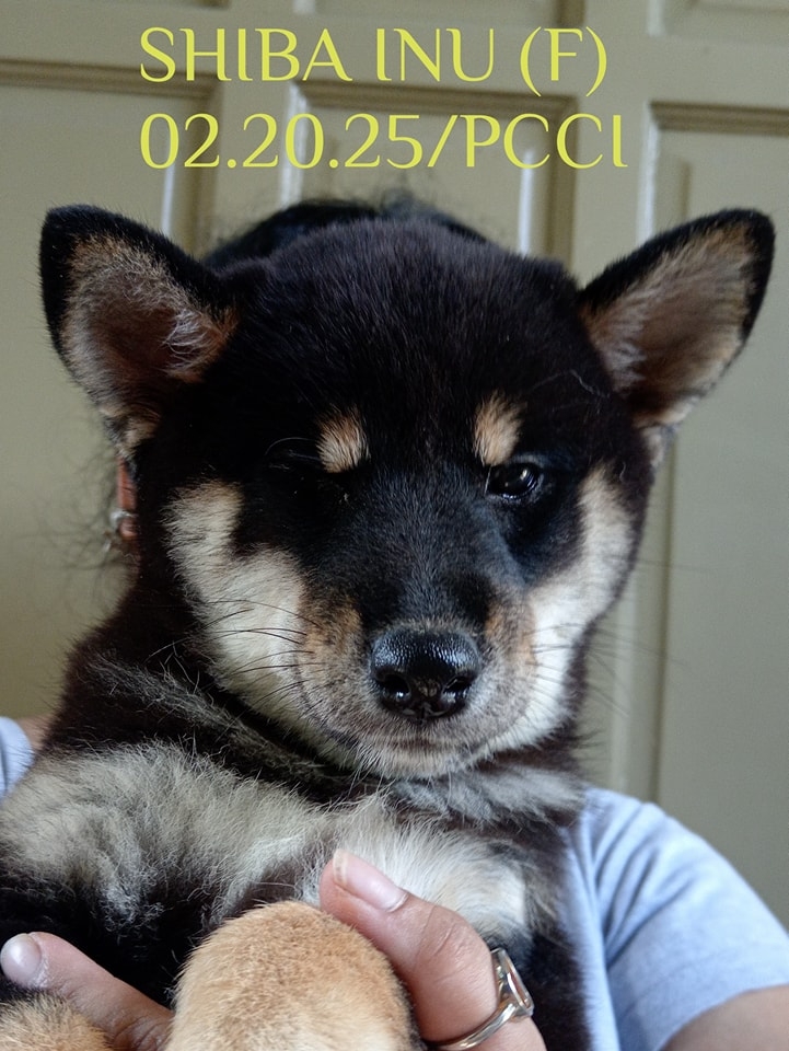 Shiba Inu & Aussie pups Philippines | Rosario