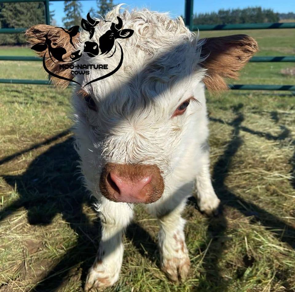 Miniature highland cattle ranch | Beaverton OR