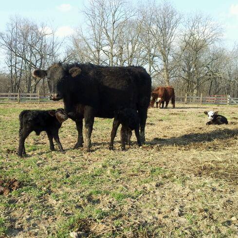 Walnut Ridge Farms
