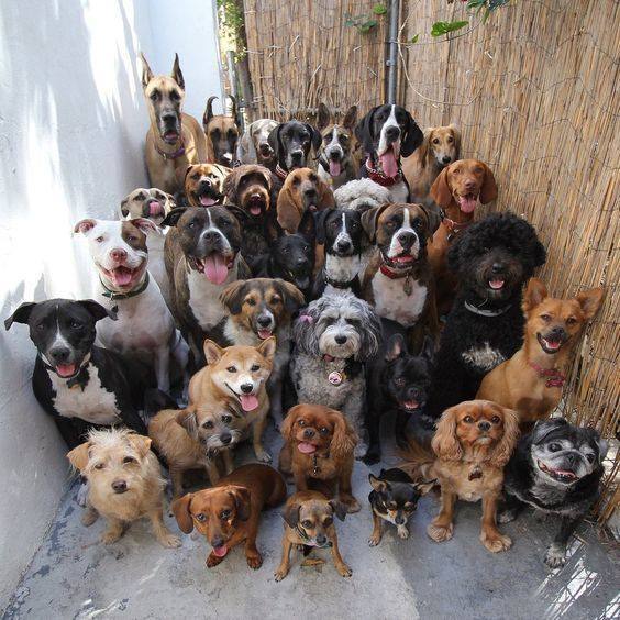 Dogs Rule The World