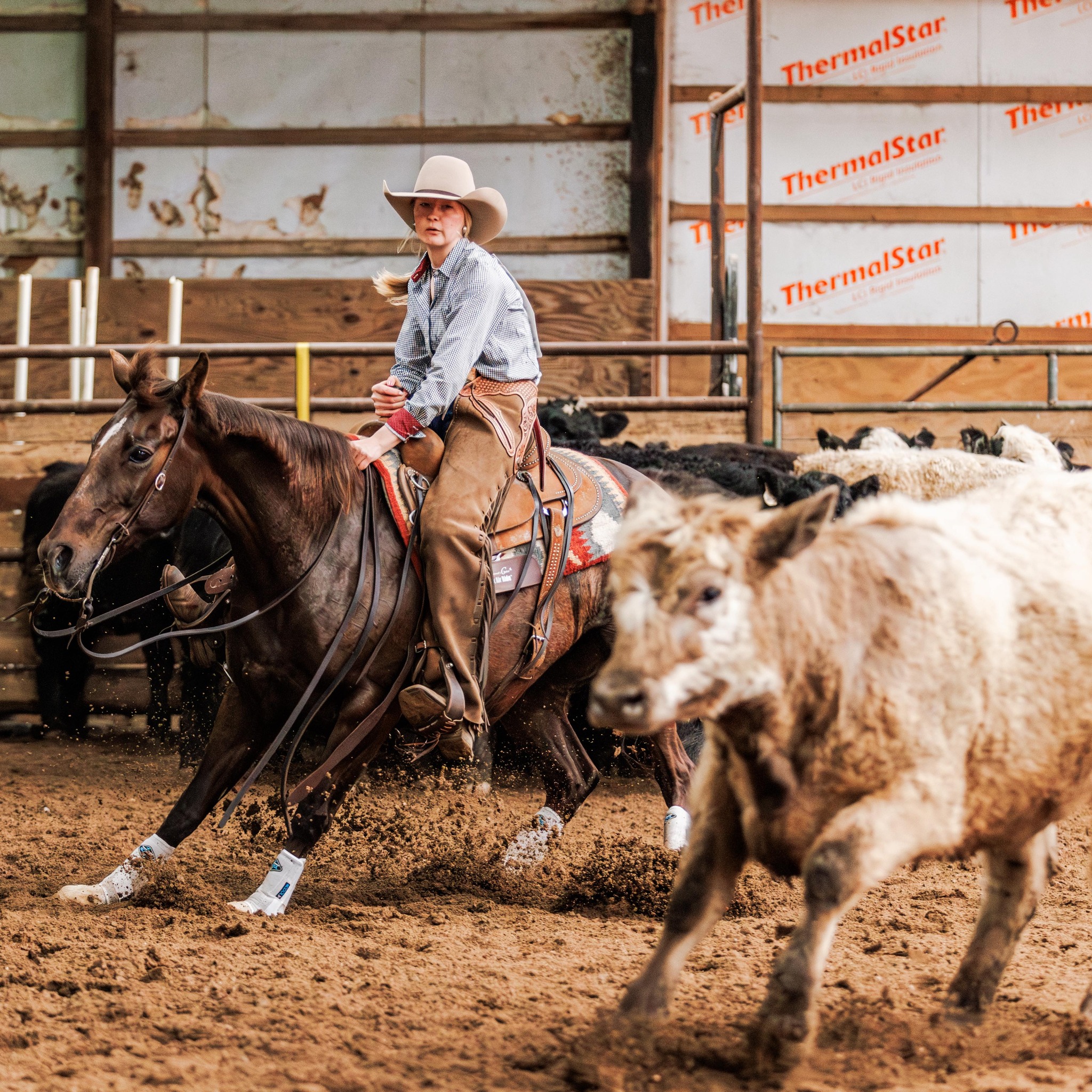 Barrel & Pole Horses For Sale | Starting our search and will take our ...