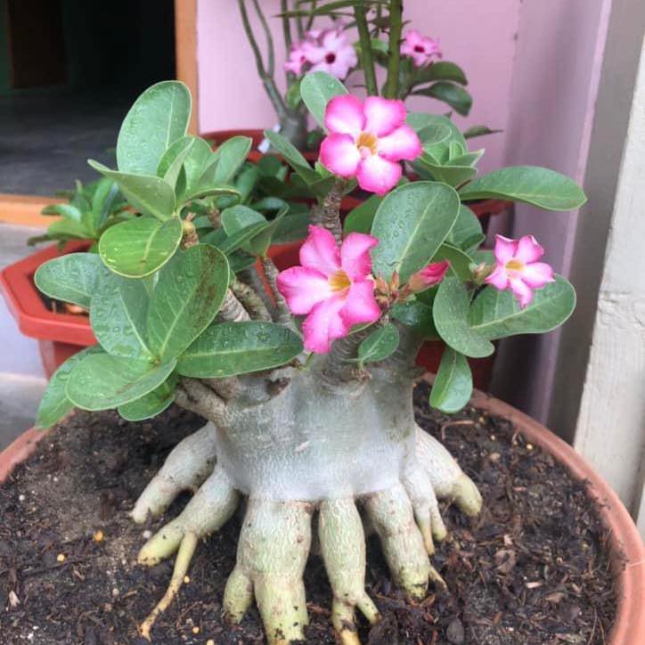 Taw Win Thitsar Adenium