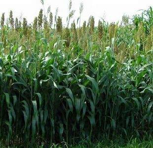 Basya Farm Trading