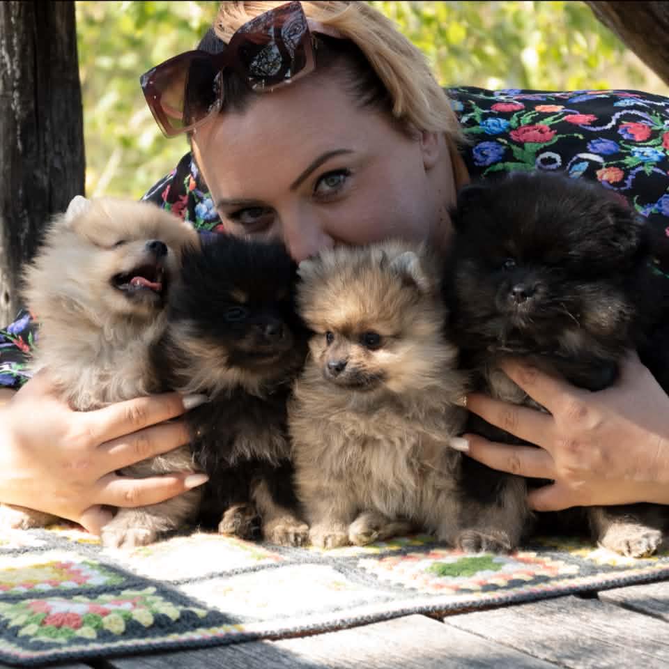 SPITZ LOVE | Grossspitz Schwarz ( Giant German Spitz Black ) puppies ...