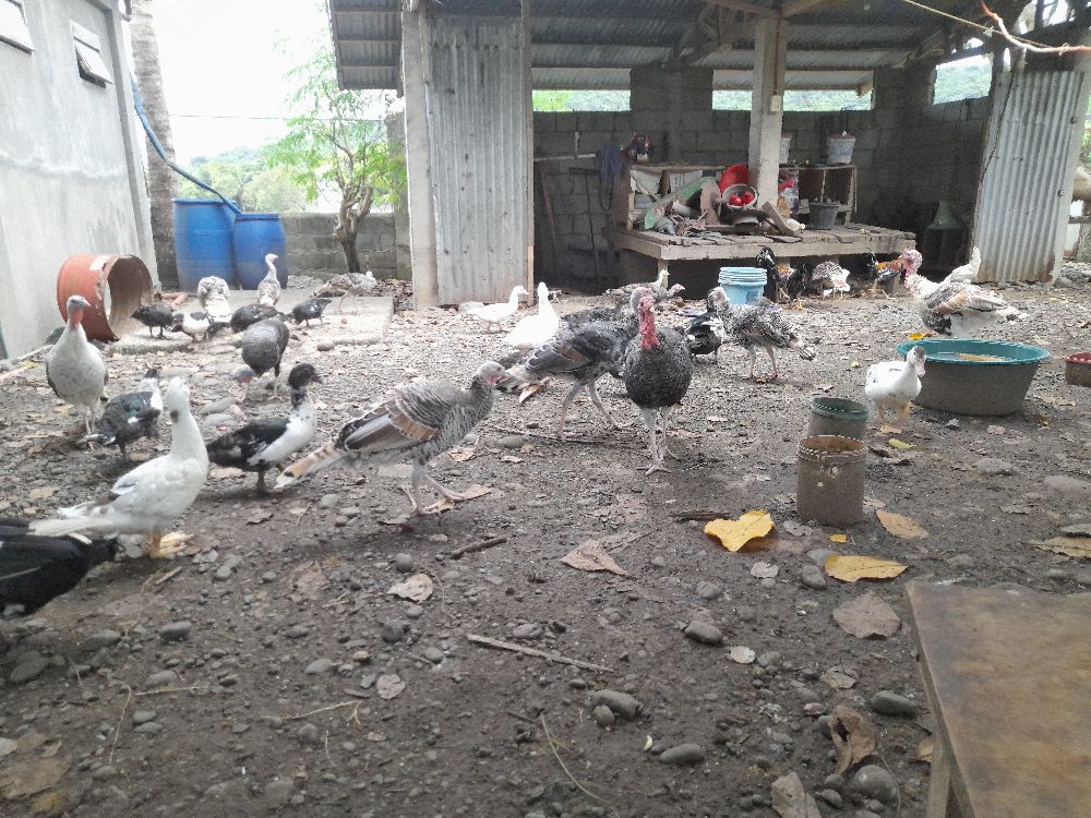 Lizardo Farm | Bayombong