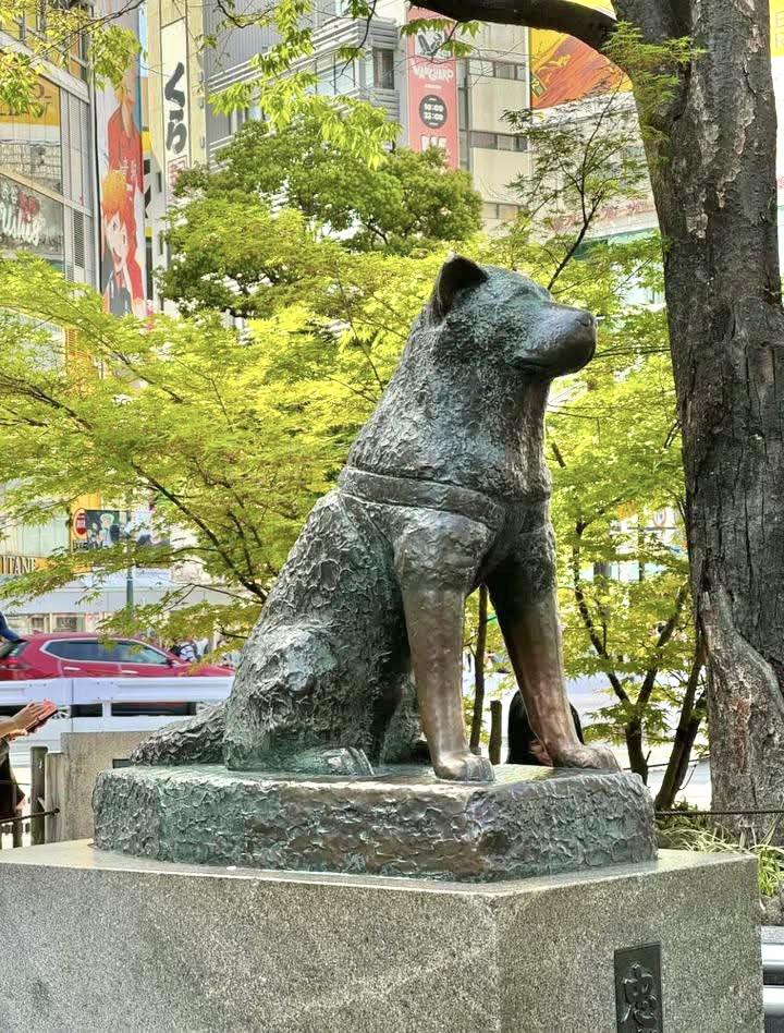 The Hachiko Statue 🇯🇵 Japan's Most Loyal Dog