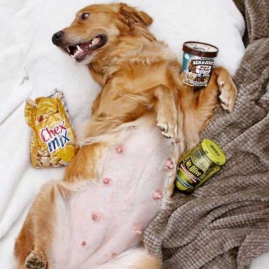 Daphne's Golden Gang - Golden Retrievers | Jeffersonville IN