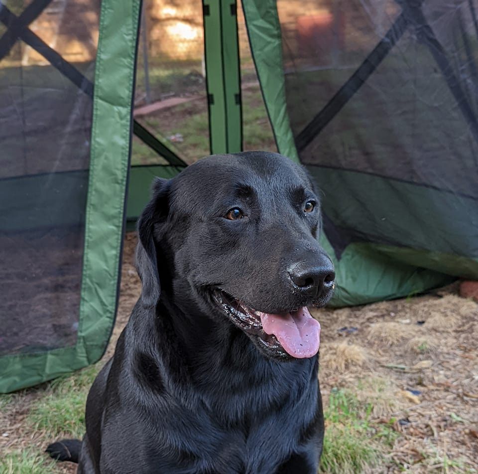 Sunshine Labrador Retrievers