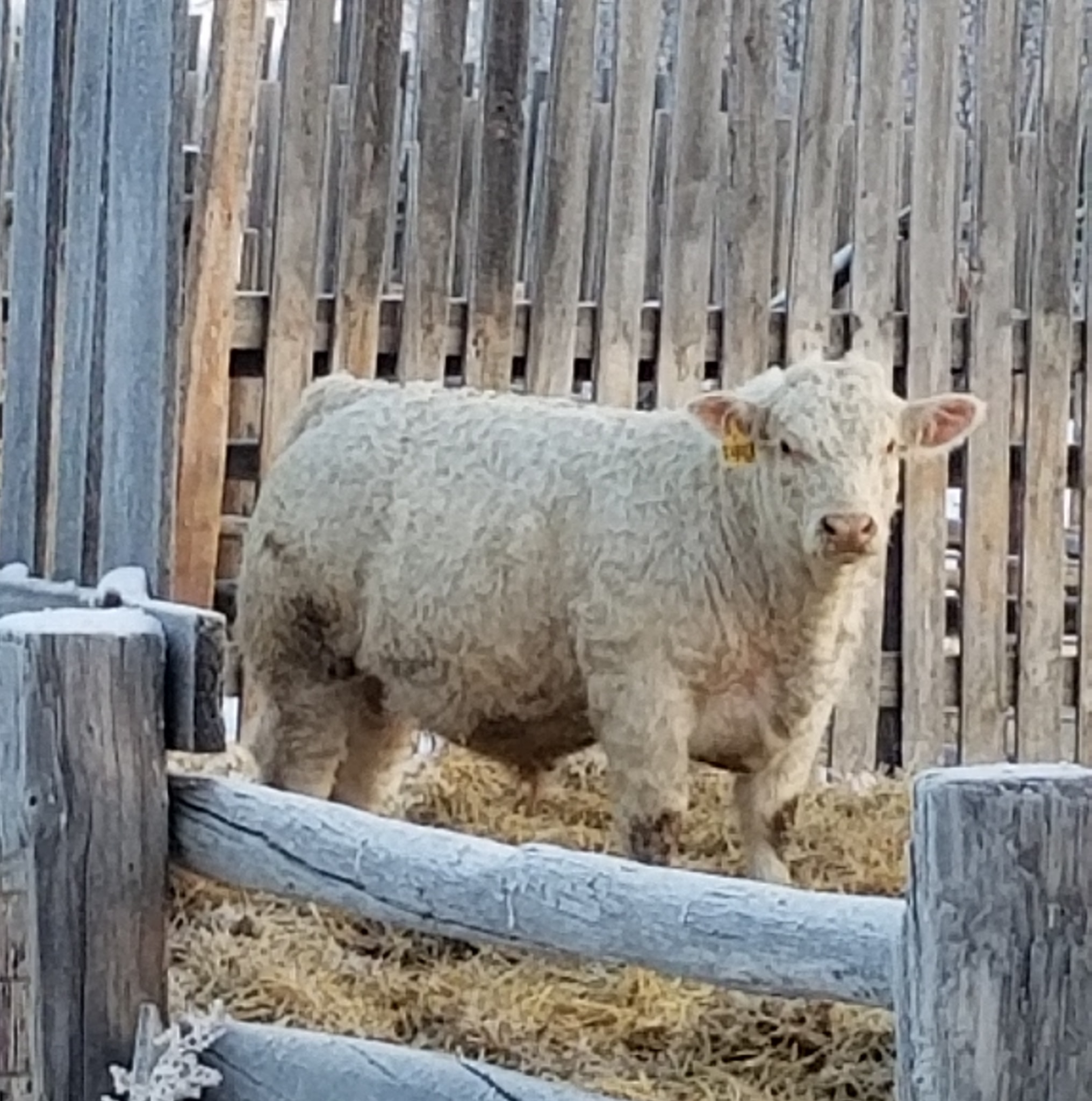 Mebs Ranch Ltd. | Broadview SK