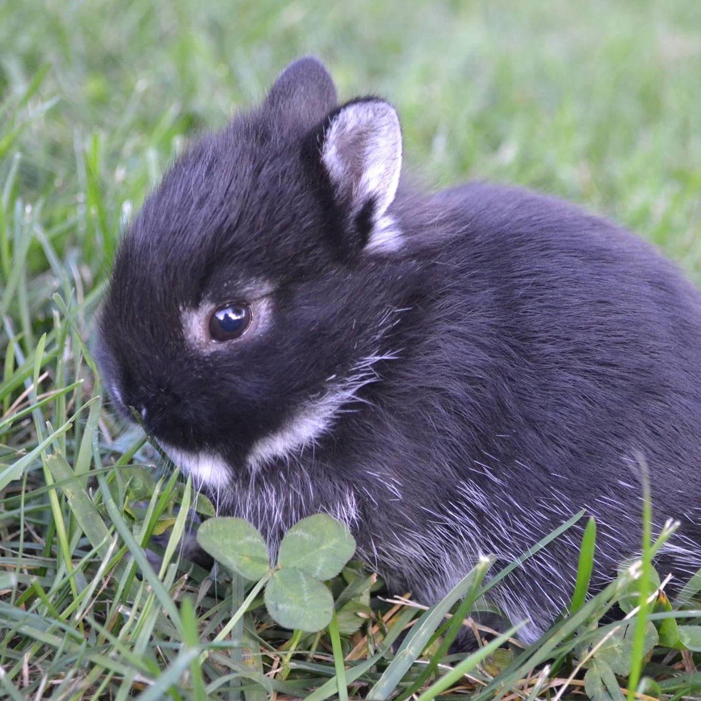 Clover Fields Rabbitry | Rockford MI