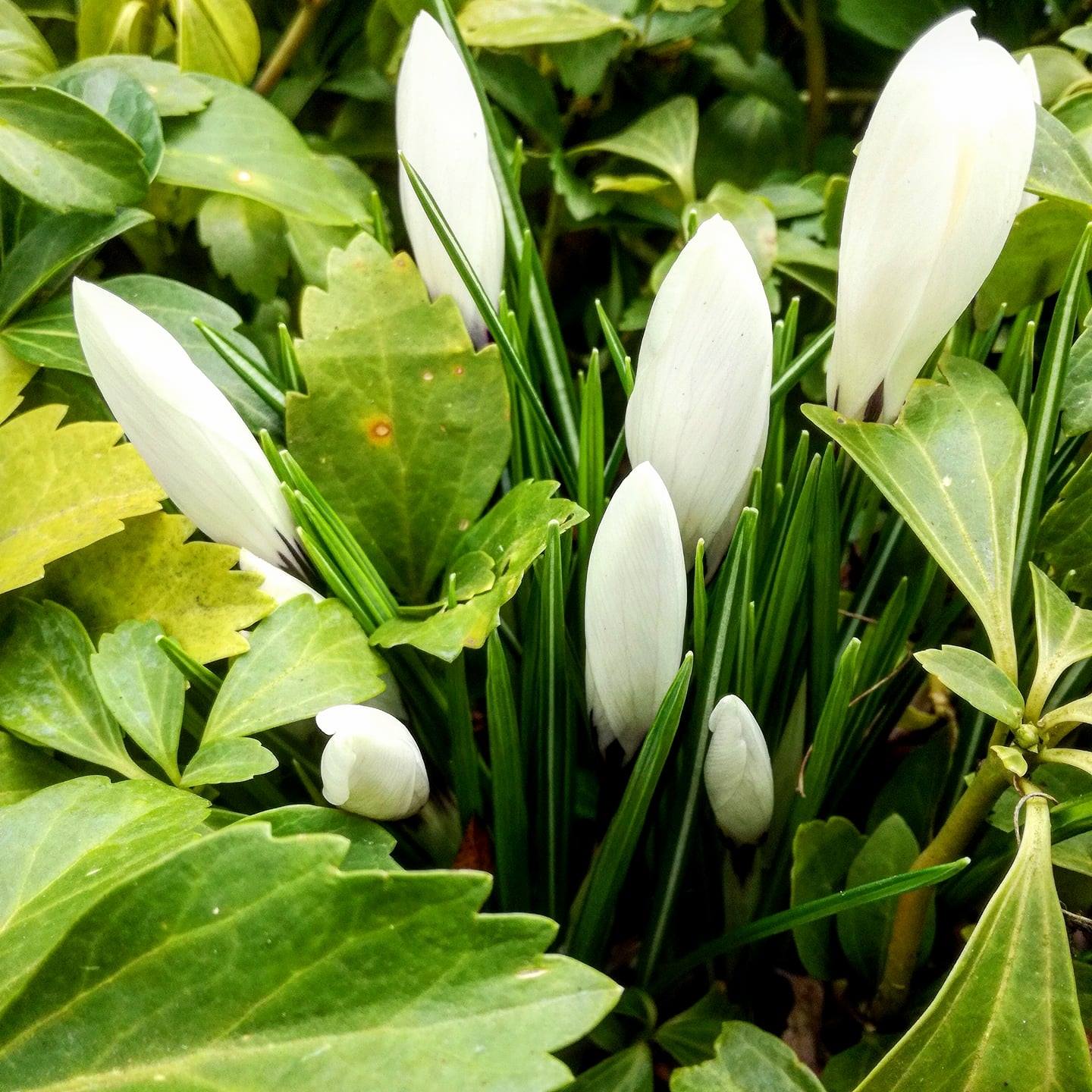 Schaugarten Gollner