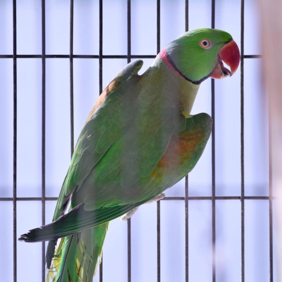 AR Birds And Care Tips