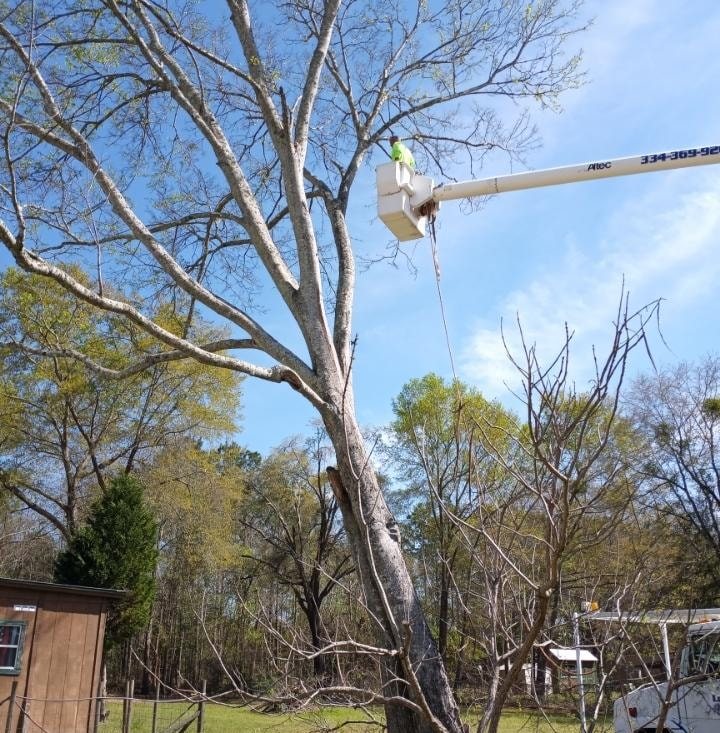 Legacy Tree Services LLC | Ariton AL