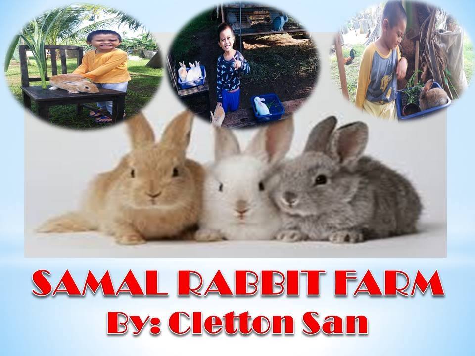 SAMAL Rabbit Farming | Samal