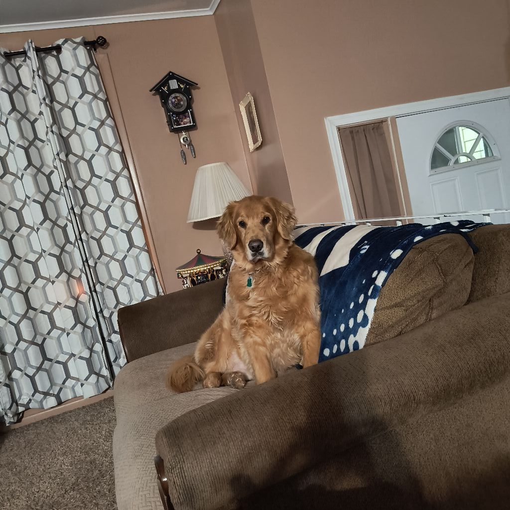 Noah the traveling service dog | It’s hard to leave Noah turns 10 today ...