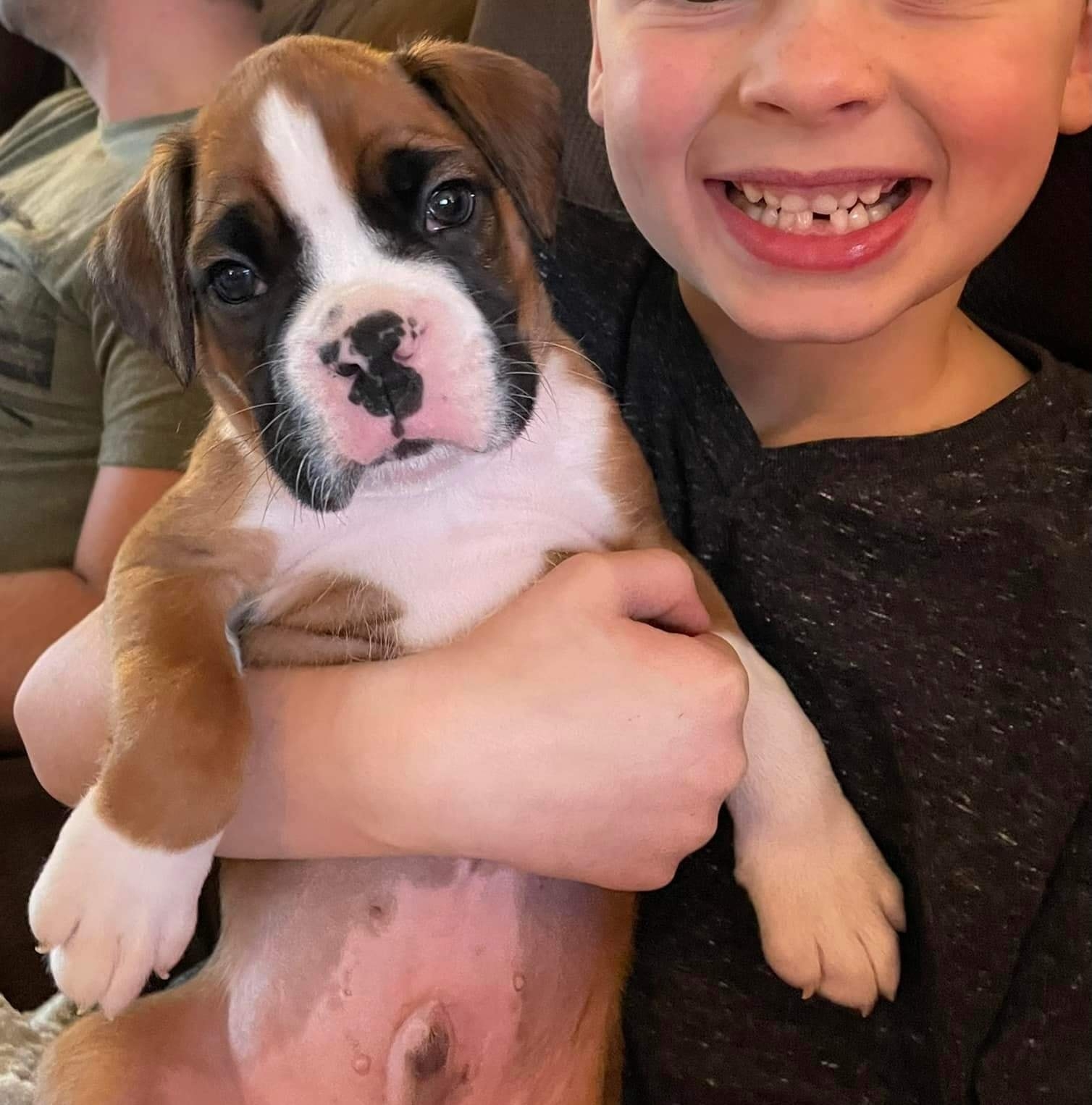 Boxer's puppies for adoption