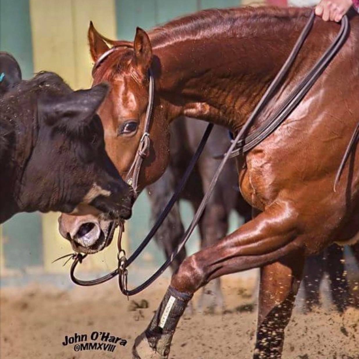 Bitterroot Springs Ranch | Stevensville MT