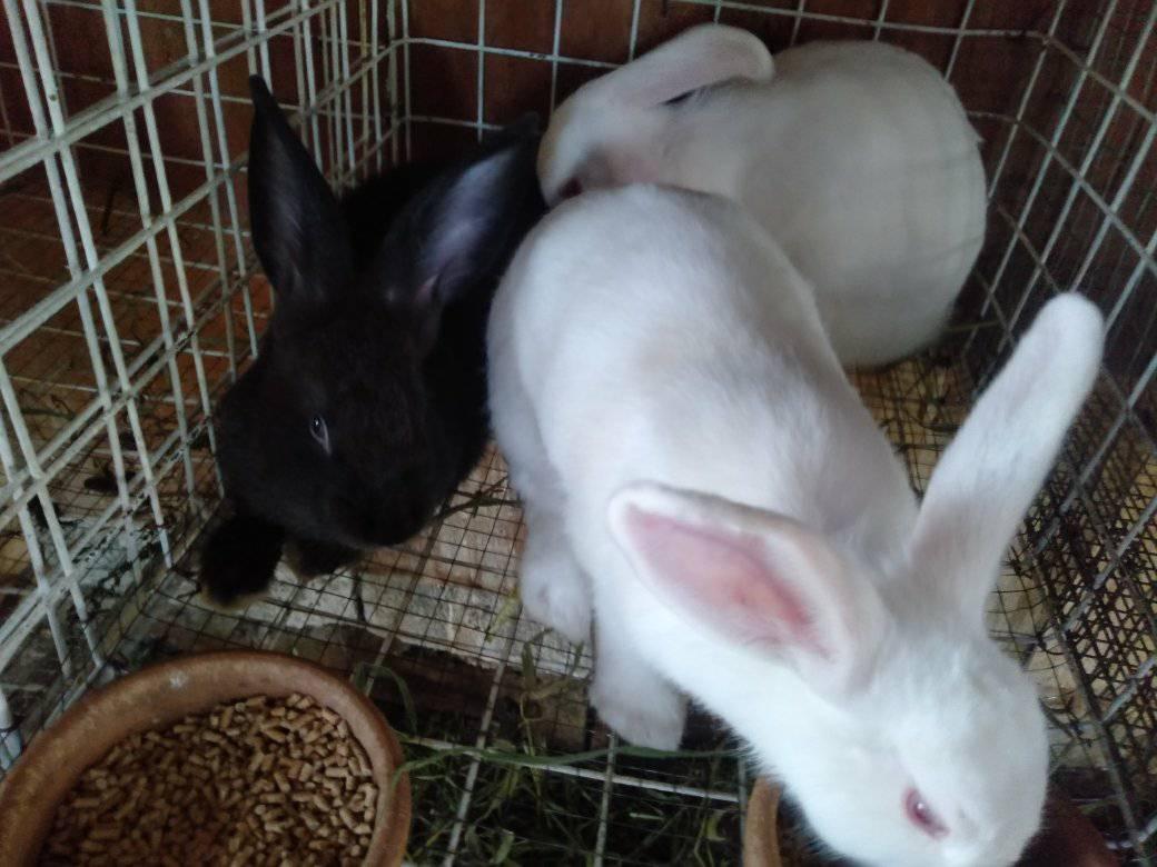 Rabbit business Pandi Bulacan | Pandi