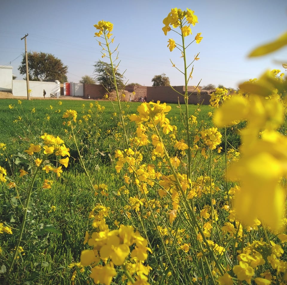 Dise Mahool دیسی ماحول