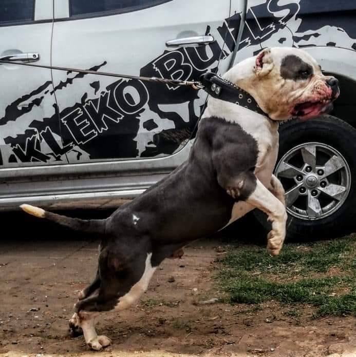 KLEKO BULLS - 12 semanas, con un desarrollo de 💯💯💯 listos... | Facebook