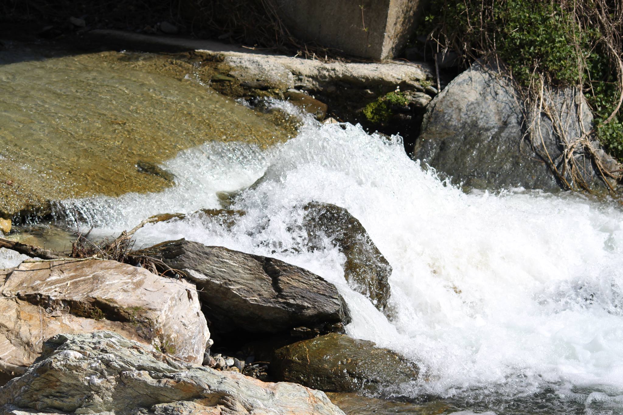 Fiume Corace | Cicala