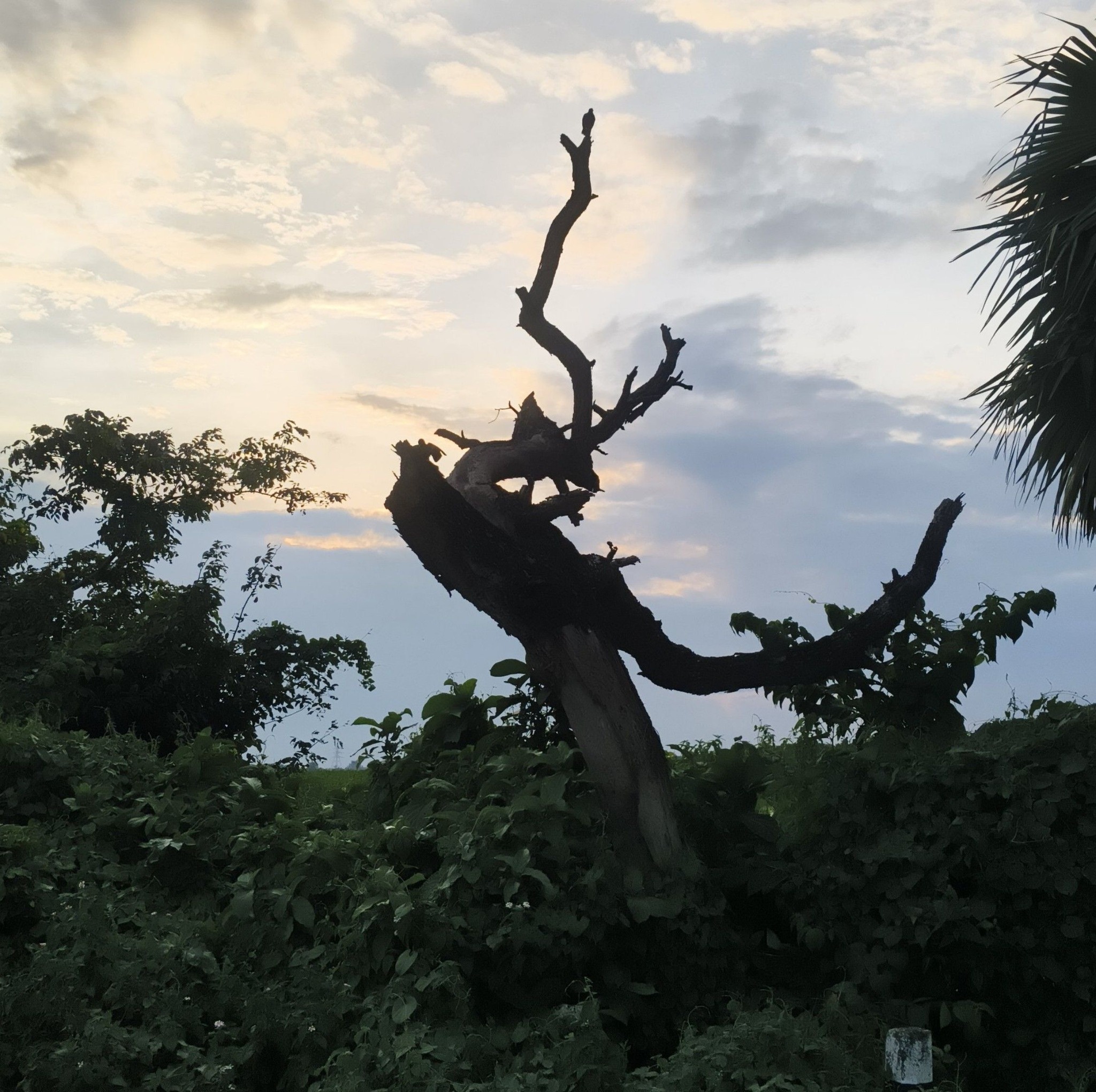 Samrat dan